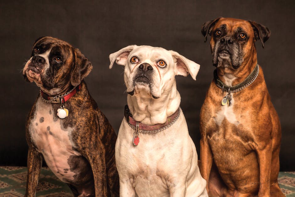Dog Sitting May Be For You